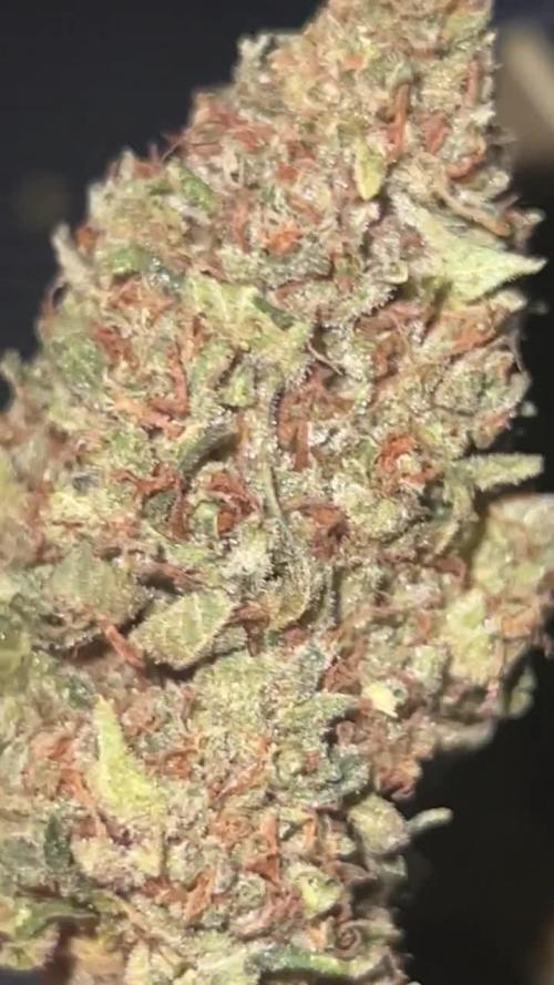 1st Grow 3x Biscotti 1x GG4  300W 4x4