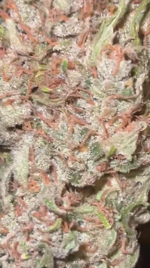 1st Grow 3x Biscotti 1x GG4  300W 4x4