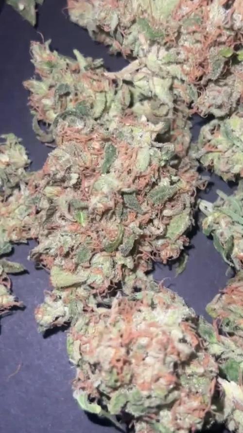 1st Grow 3x Biscotti 1x GG4  300W 4x4