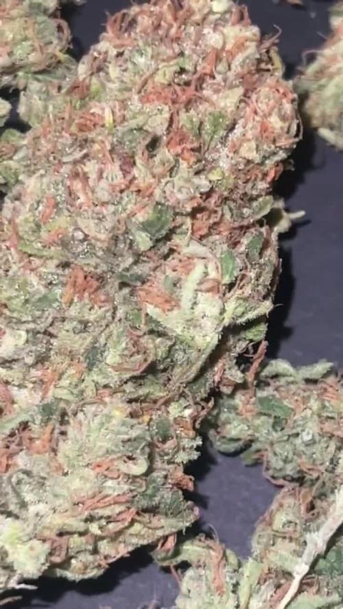 1st Grow 3x Biscotti 1x GG4  300W 4x4