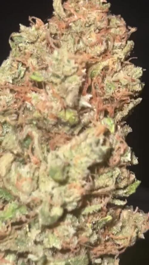 1st Grow 3x Biscotti 1x GG4  300W 4x4