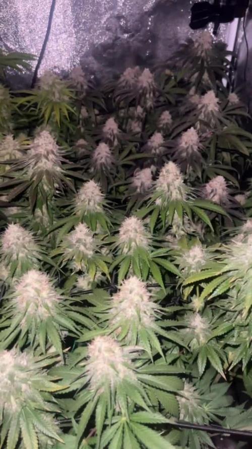 2nd Grow Barneys ICC + Mimosa x Orange Punch / 300W Lumatek ATS Pro / 1x1 Caluma