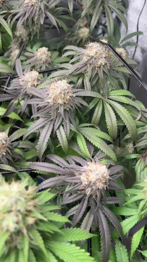 2nd Grow Barneys ICC + Mimosa x Orange Punch / 300W Lumatek ATS Pro / 1x1 Caluma