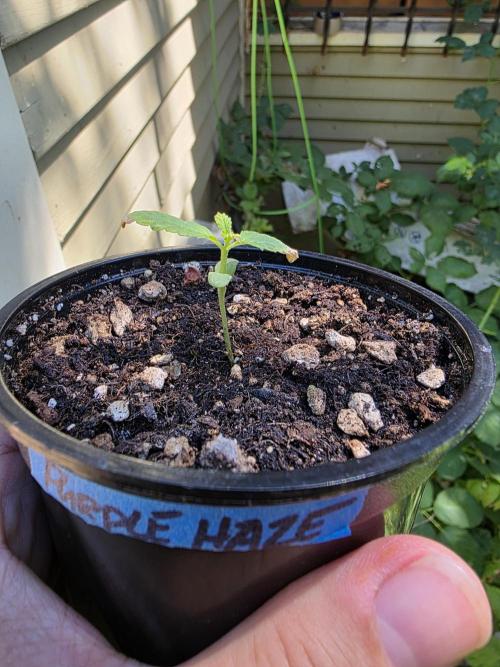 Purple Haze auto. Week 1