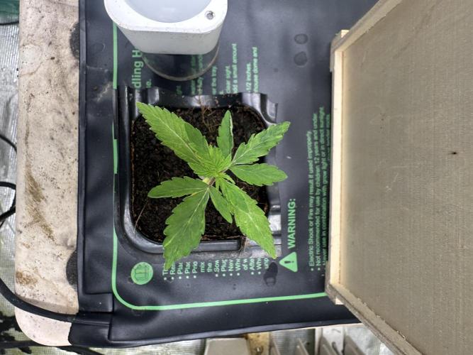 Toxic Delusion SCROG. Week 2