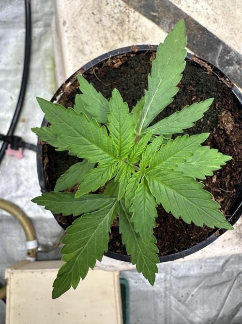 Toxic Delusion SCROG. Week 3