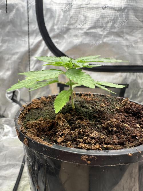 Toxic Delusion SCROG. Week 3