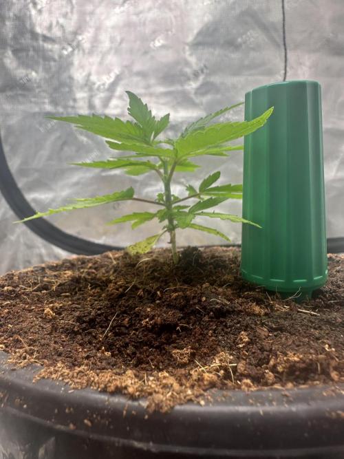 Toxic Delusion SCROG. Week 4