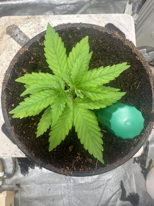 Toxic Delusion SCROG. Week 4