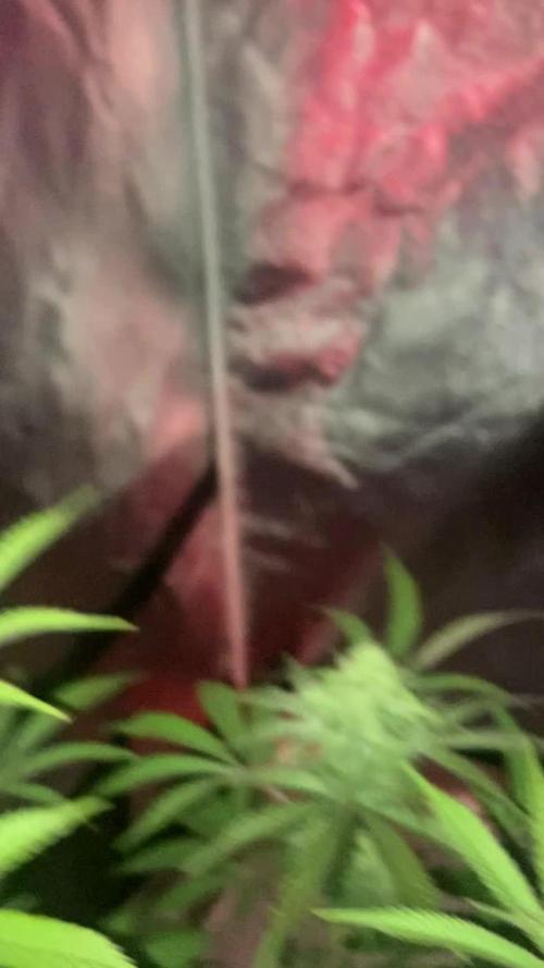 Trop Cherry 🍒Living Soil 