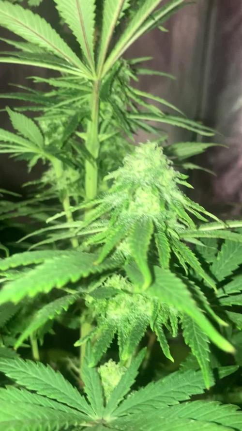 Bruce Banner #3 Living Soil 🍀