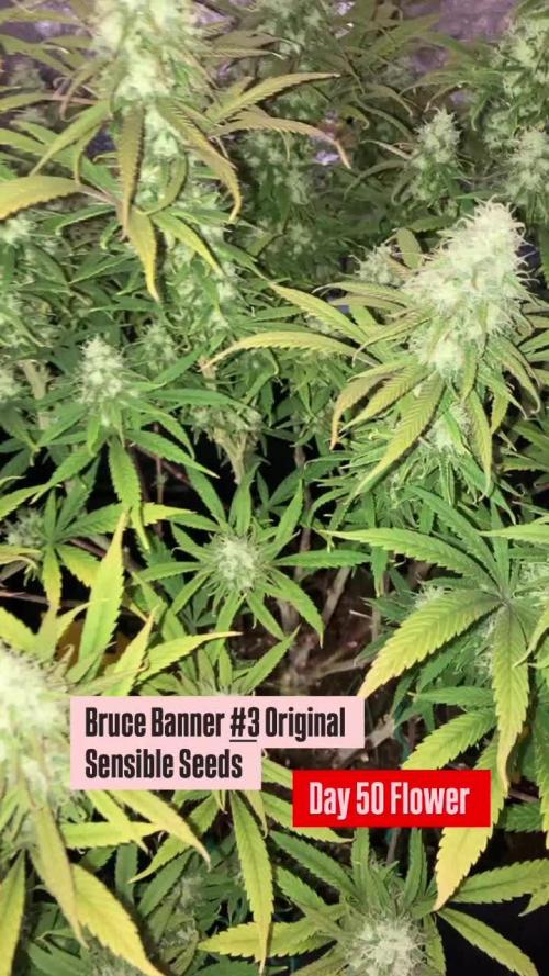 Big Hulk in Living Soil 💪🏻