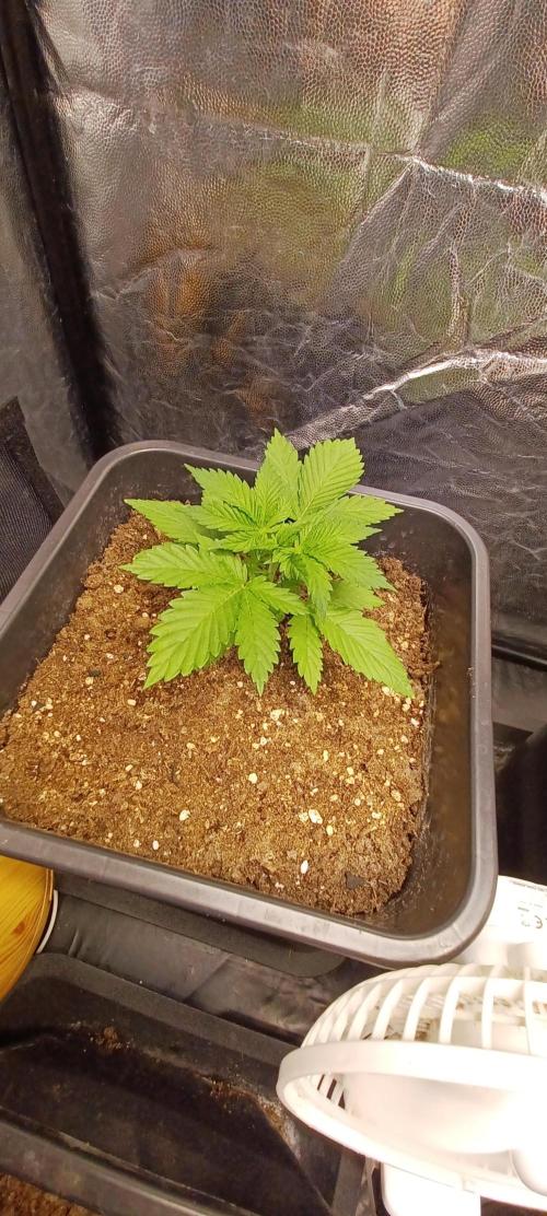 Blackwater in Living Soil 💯. Week 2 - Pheno #1