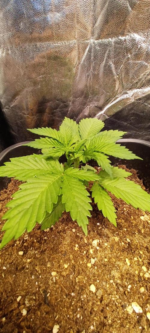 Blackwater in Living Soil 💯. Week 2 - Pheno #1