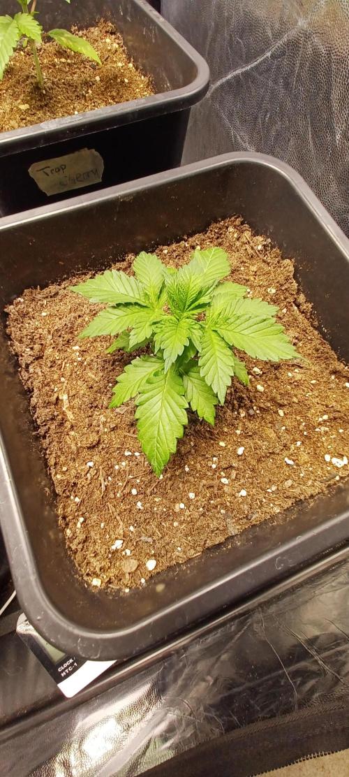 Blackwater in Living Soil 💯. Week 2 - Pheno #2