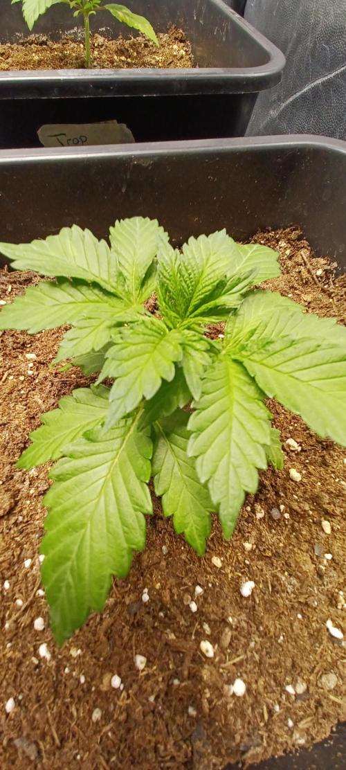 Blackwater in Living Soil 💯. Week 2 - Pheno #2