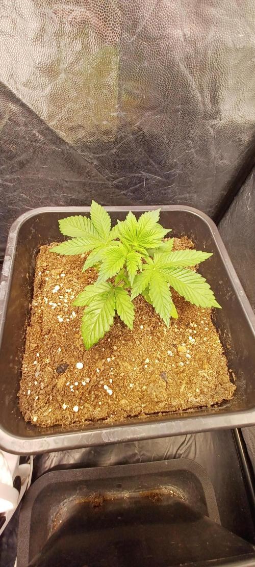 Trop Cherry  2 in Living Soil 💜. Week 2