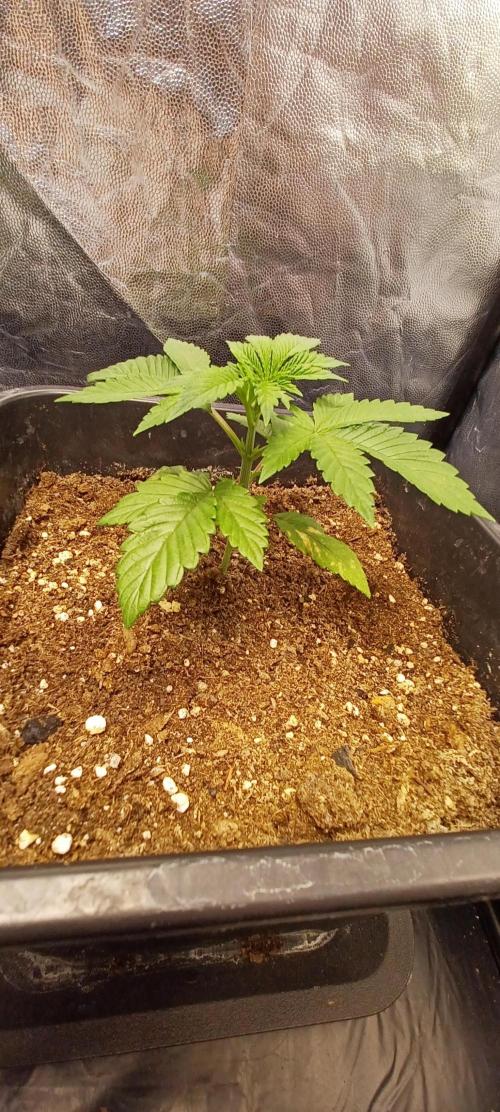 Trop Cherry  2 in Living Soil 💜. Week 2