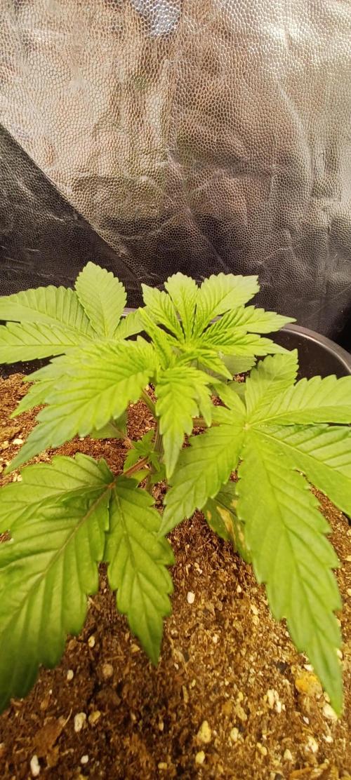 Trop Cherry  2 in Living Soil 💜. Week 2