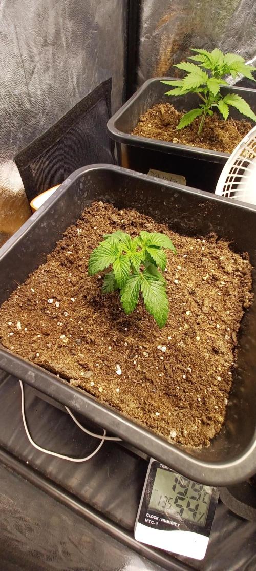 PInk Rozay Living Soil 💥💚. Week 2