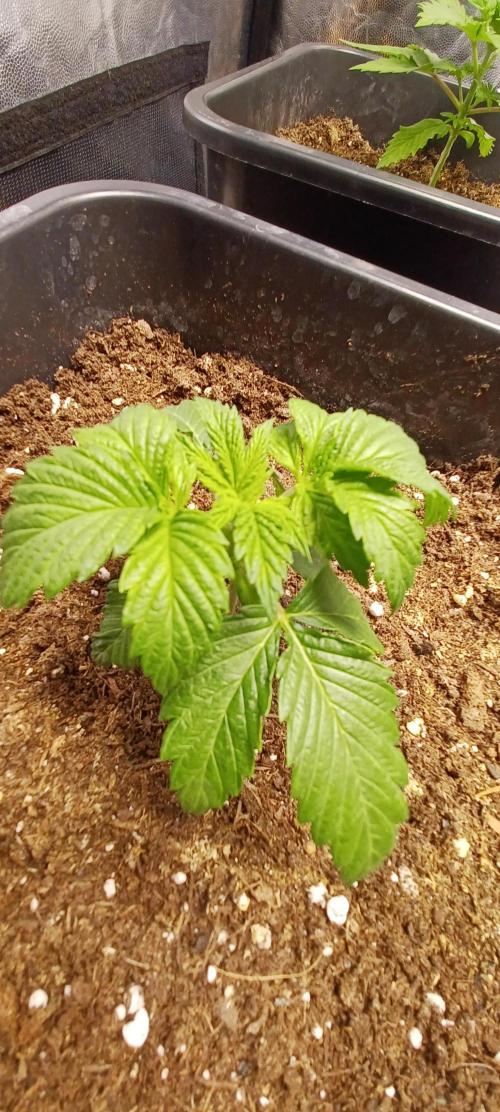 PInk Rozay Living Soil 💥💚. Week 2