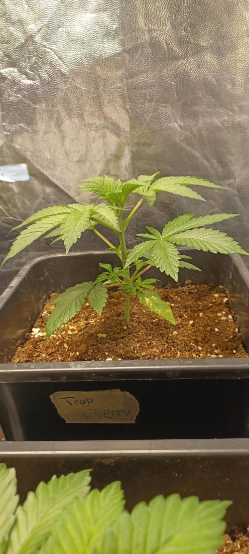 Trop Cherry  2 in Living Soil 💜. Week 3