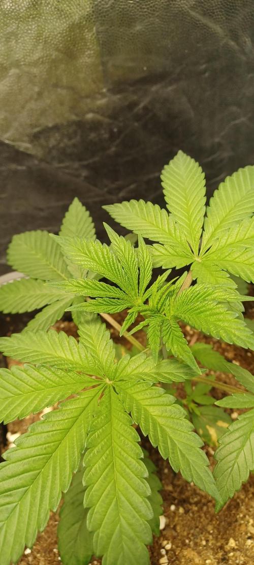 Trop Cherry  2 in Living Soil 💜. Week 3