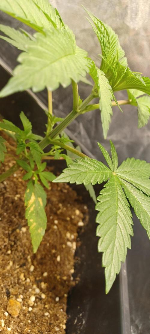 Trop Cherry  2 in Living Soil 💜. Week 3