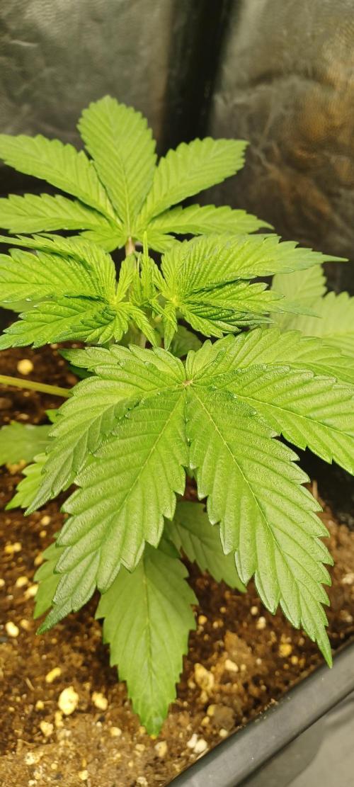 Blackwater in Living Soil 💯. Week 3 - Pheno 1