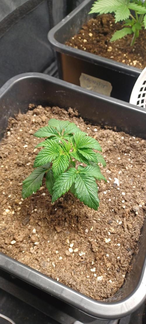 PInk Rozay Living Soil 💥💚. Week 3