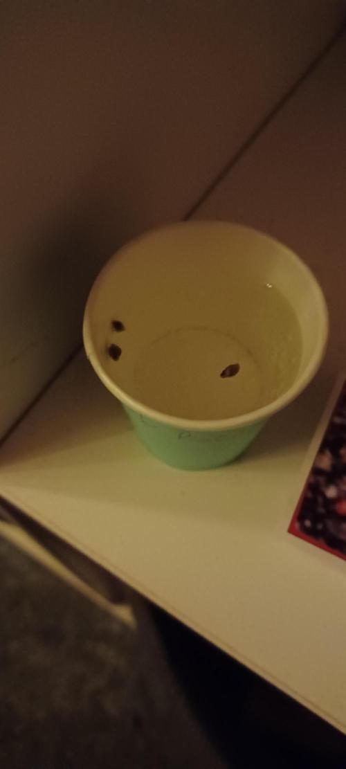 💜Velvet Lushers Living SOIL ♻️. Week 0