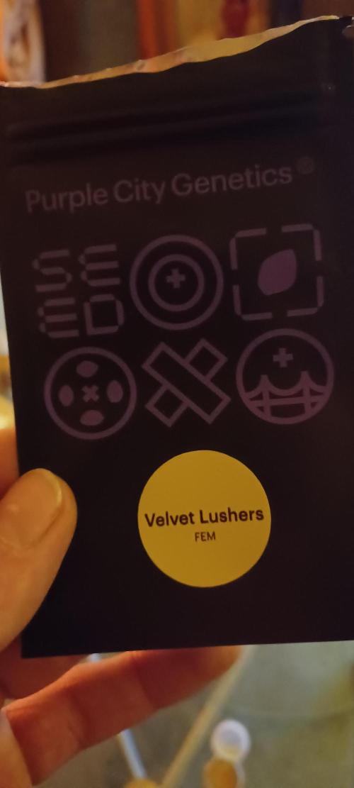 💜Velvet Lushers Living SOIL ♻️. Week 0