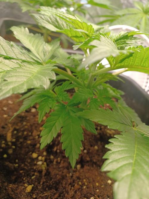 Blackwater in Living Soil 💯. Week 4