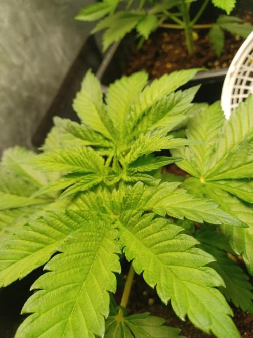 Blackwater in Living Soil 💯. Week 4