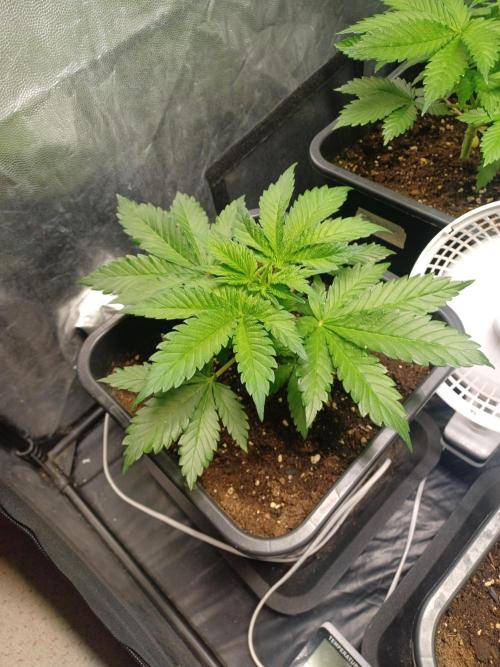 Blackwater in Living Soil 💯. Week 4