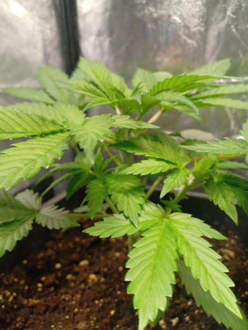 Blackwater in Living Soil 💯. Week 4