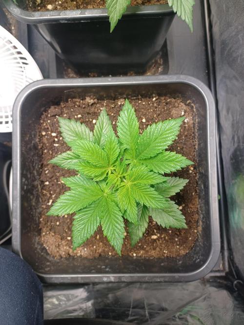 PInk Rozay Living Soil 💥💚. Week 4