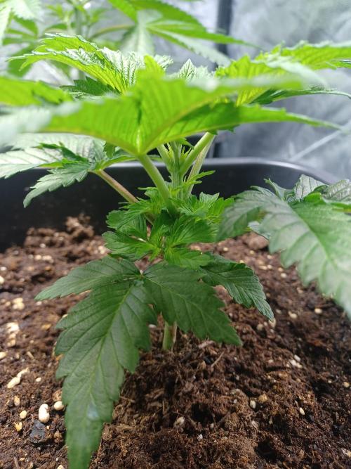 PInk Rozay Living Soil 💥💚. Week 4