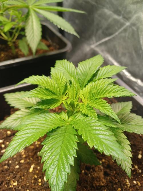 PInk Rozay Living Soil 💥💚. Week 4