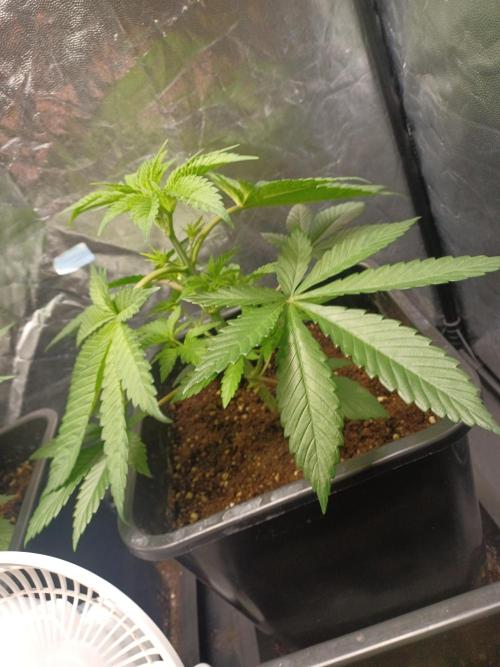 Trop Cherry  2 in Living Soil 💜. Week 4