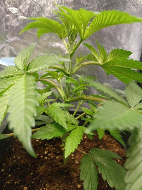 Trop Cherry  2 in Living Soil 💜. Week 4