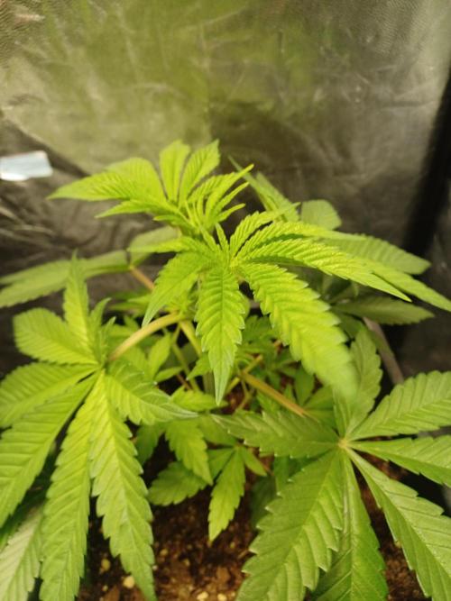 Trop Cherry  2 in Living Soil 💜. Week 4