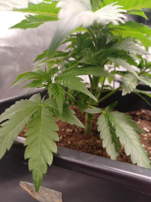 Blackwater in Living Soil 💯. Week 5