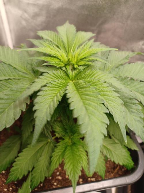 Blackwater in Living Soil 💯. Week 5