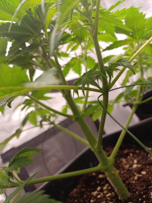 Blackwater in Living Soil 💯. Week 5