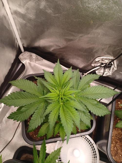 Blackwater in Living Soil 💯. Week 5