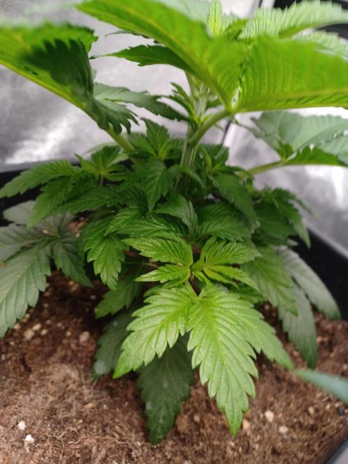 PInk Rozay Living Soil 💥💚. Week 5