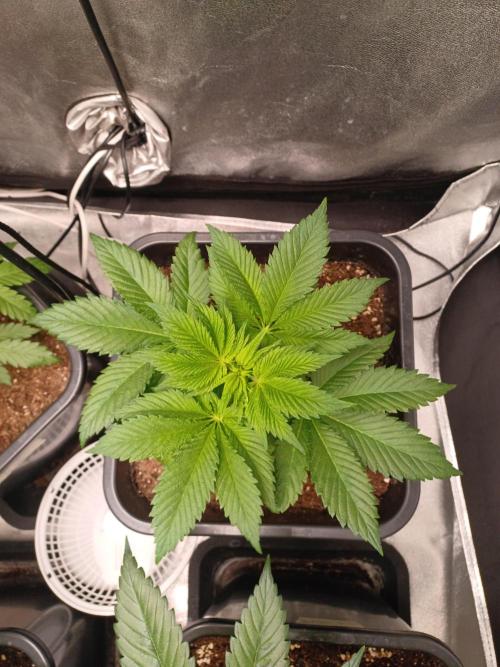 PInk Rozay Living Soil 💥💚. Week 5