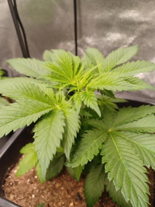 PInk Rozay Living Soil 💥💚. Week 5