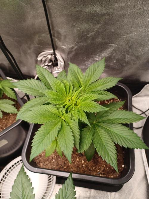 PInk Rozay Living Soil 💥💚. Week 5